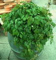 راهنمای نگهداری و پرورش گیاهان آپارتمانی - سیسوس (پیچ کانگرو)